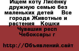 Ищем коту Лисёнку дружную семью без маленьких детей  - Все города Животные и растения » Кошки   . Чувашия респ.,Чебоксары г.